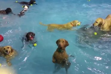 El perro más famoso del verano
