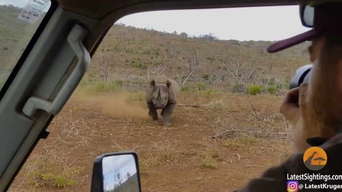 Un rinoceronte embiste a un coche en un safari