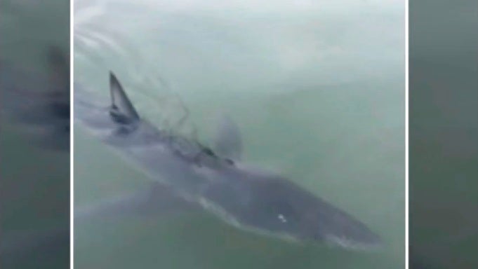 Tres especies de tiburones aparecen en la costa de Altea en menos de 3 semanas