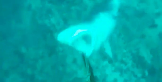 El sorprendente ataque de un tiburón a un buzo