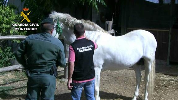 Desmantelada una organización que mataba caballos para cobrar el seguro