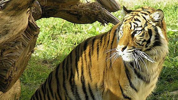 Una trabajadora de Terra Natura muere atacada por un tigre cuando limpiaba