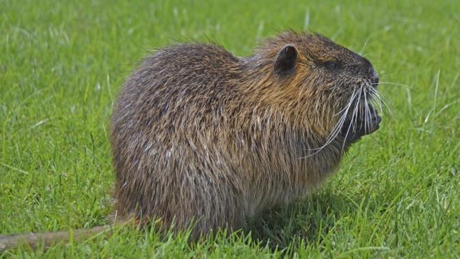 Bioparc recibe una de las 100 especies invasoras más peligrosas del planeta