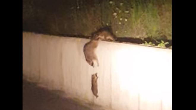 Graban a una familia de mapaches tratando de rescatar a su cría