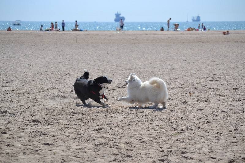 10 sitios a los que puedes ir con tu mascota en Valencia