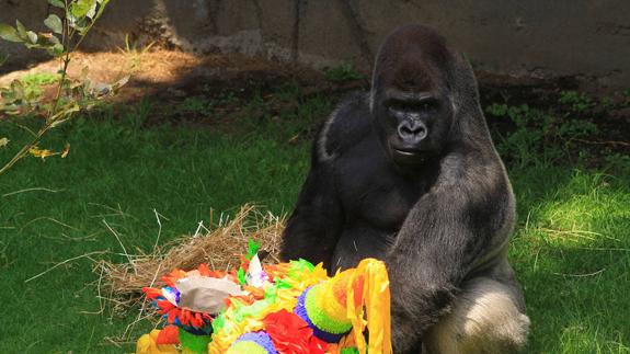 El terrible final del gorila Bantú