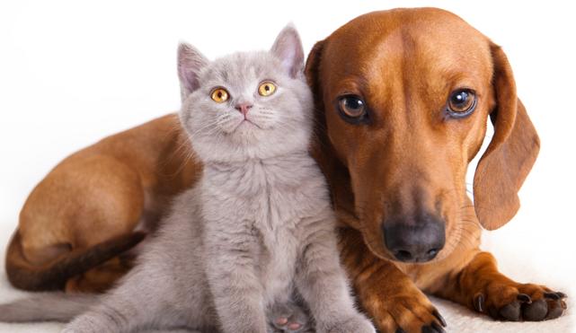 Consejos para prevenir un golpe de calor en tu mascota