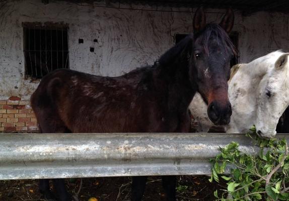 El Gobierno valenciano debe pagar por el maltrato de 40 caballos