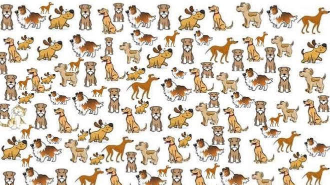 ¡Encuentra el gato escondido entre los perros!