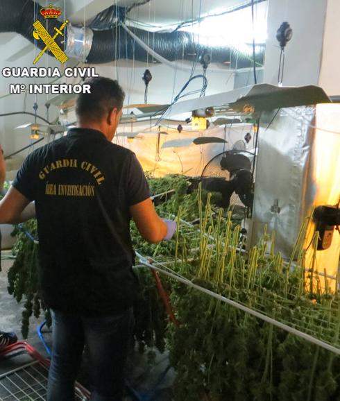 Incautan 2.000 plantas de marihuana en un nave industrial de Albaida