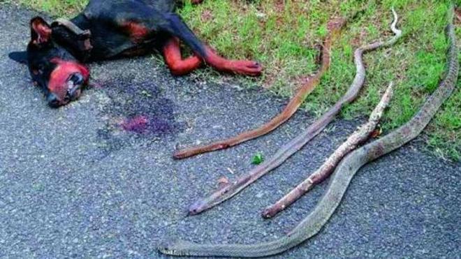 Un perro sacrifica su vida para salvar a su familia