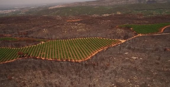 Las fincas cultivadas son las mejores áreas cortafuegos