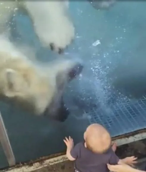 Un oso polar intenta atacar a un niño en un zoológico