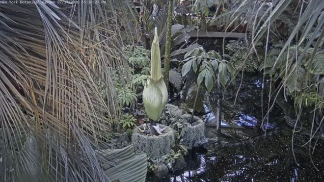 Esta planta solo florece una vez cada 10 años y puedes verlo en directo
