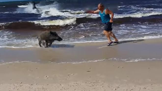 Un jabalí sale del mar y aterroriza a los bañistas