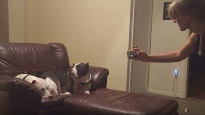 Harvey, el perro que no quiere salir en las fotos