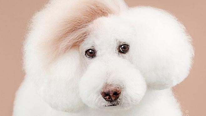 Antes y después de pasar por la peluquería