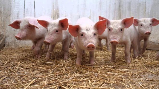 Científicos quieren crear órganos humanos en cerdos