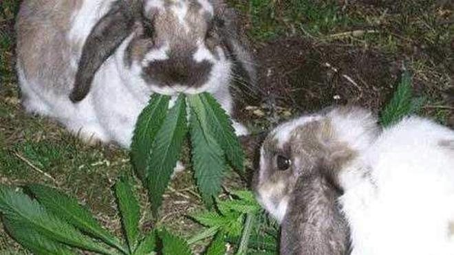 El conejo peruano que huía de casa para consumir marihuana