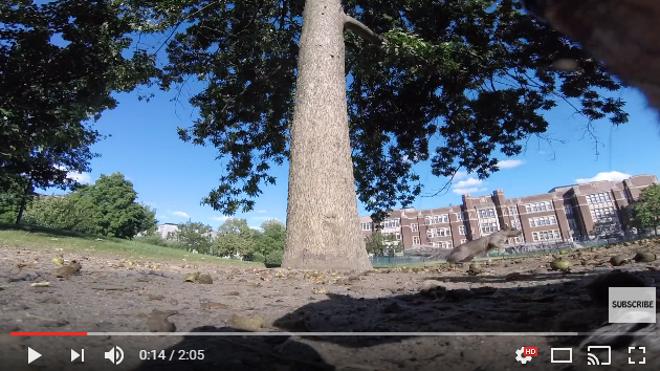 Una ardilla roba una 'GoPro' y esto es lo que ocurre