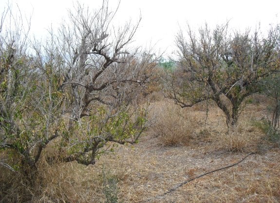 Naranjos de secano