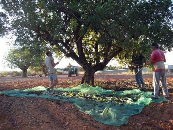 Algarrobos a la baja