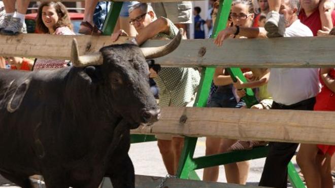 Las peñas abogan por fijar edad máxima en los bous ante las cogidas a mayores