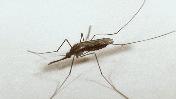 Cómo conseguir una casa libre de mosquitos