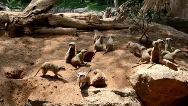 Conoce a los amistosos suricatos del Bioparc