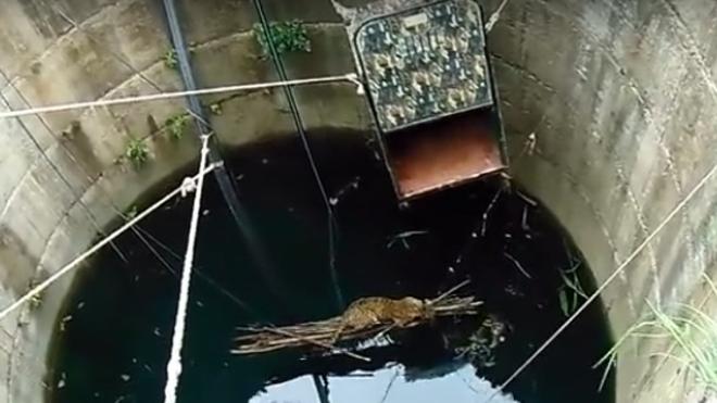 Rescatan a un leopardo a punto de ahogarse en la India