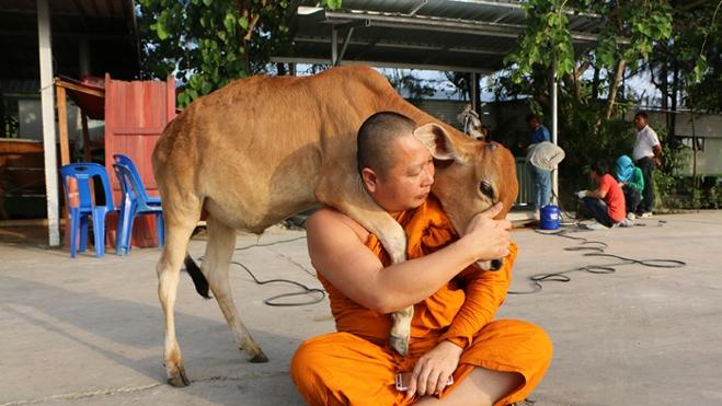 La tierna amistad entre una vaca y un monje budista