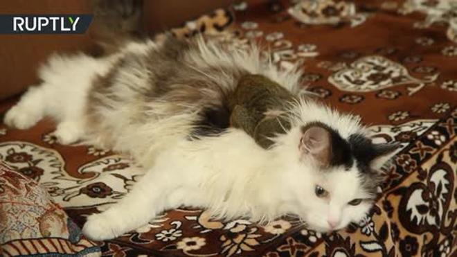 Una gata adopta un bebé mono rechazado por su madre al nacer