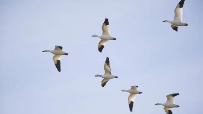 ¿Pueden las aves dormir mientras vuelan?