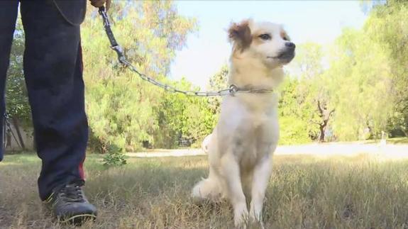 Residencias de verano: una opción para nuestras mascotas