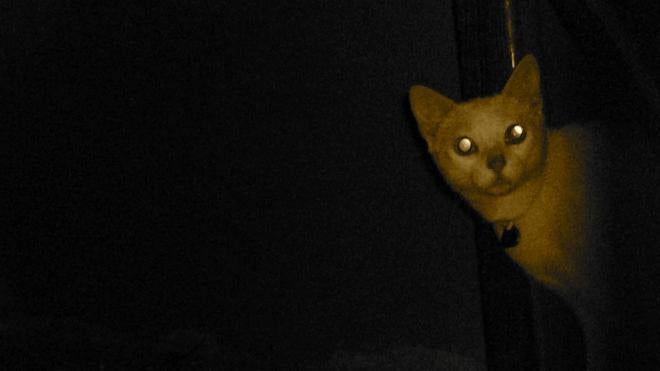 ¿Por qué pueden los animales ver en la oscuridad?