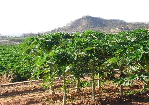 Papayas de Benaguasil