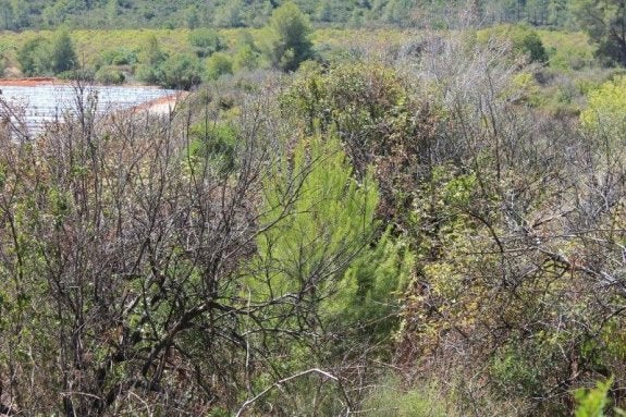 La acumulación de maleza amenaza el valle de la Casella