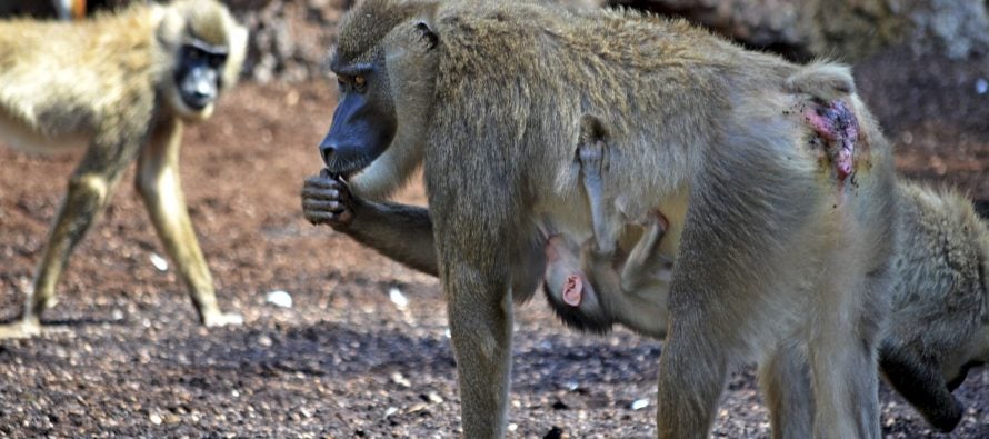 Nace una cría de dril en el Bioparc, un primate en peligro de extinción