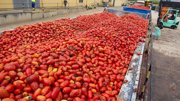 Buñol espera su batalla a tomatazos