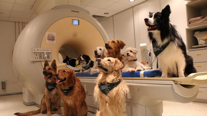 ¿Entienden los perros lo que les dicen los humanos?