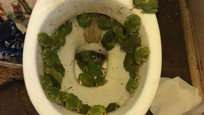 Encuentra 40 ranas en el retrete de su casa