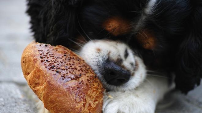 ¿Es bueno que los perros coman pan?