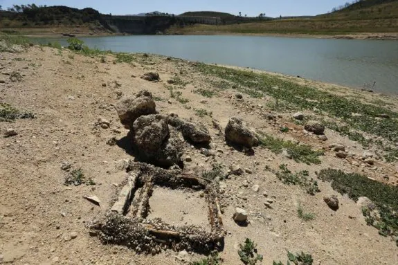 El mejillón cebra regresa a la Comunitat y amenaza la red de riego de 45.000 hectáreas