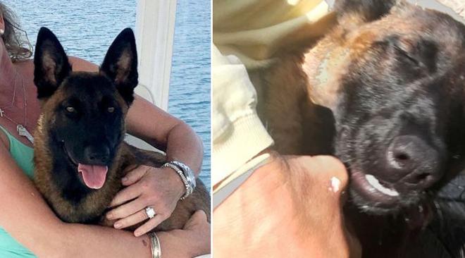 Un perro nada más de 9 kilómetros para reunirse con su familia tras caer de un barco