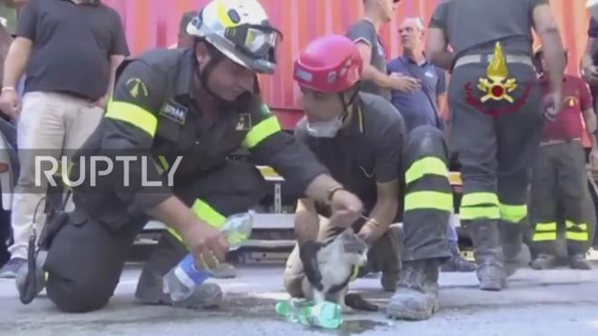 Impresionante rescate de un gatito atrapado entre escombros