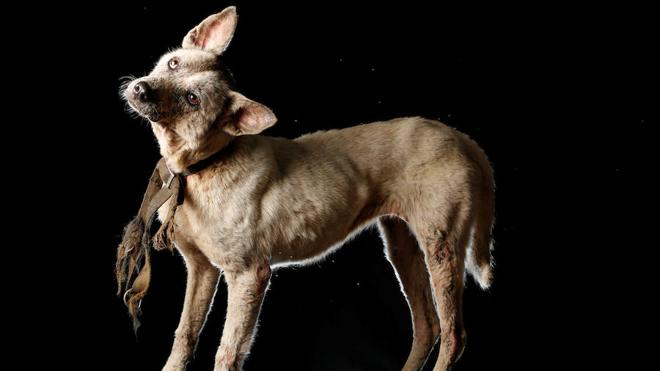 Los perros de Famproa, víctimas del hambre en Venezuela