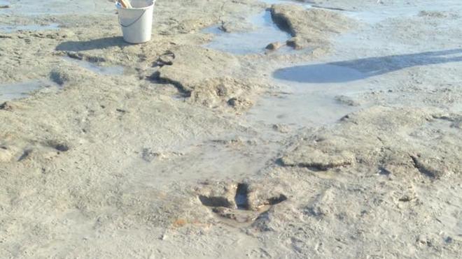 Encuentran en la playa huellas de dinosaurio de 130 millones de años