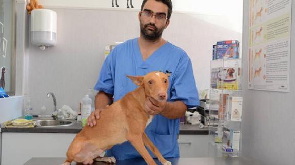 Una pareja arroja a su perro por la ventana durante una discusión
