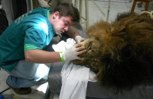 El león y su dentista