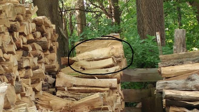 Solución | ¿Puedes encontrar al animal que se esconde en esta foto?